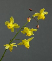 Epimedium pinnatum ssp colchicum x. flavum